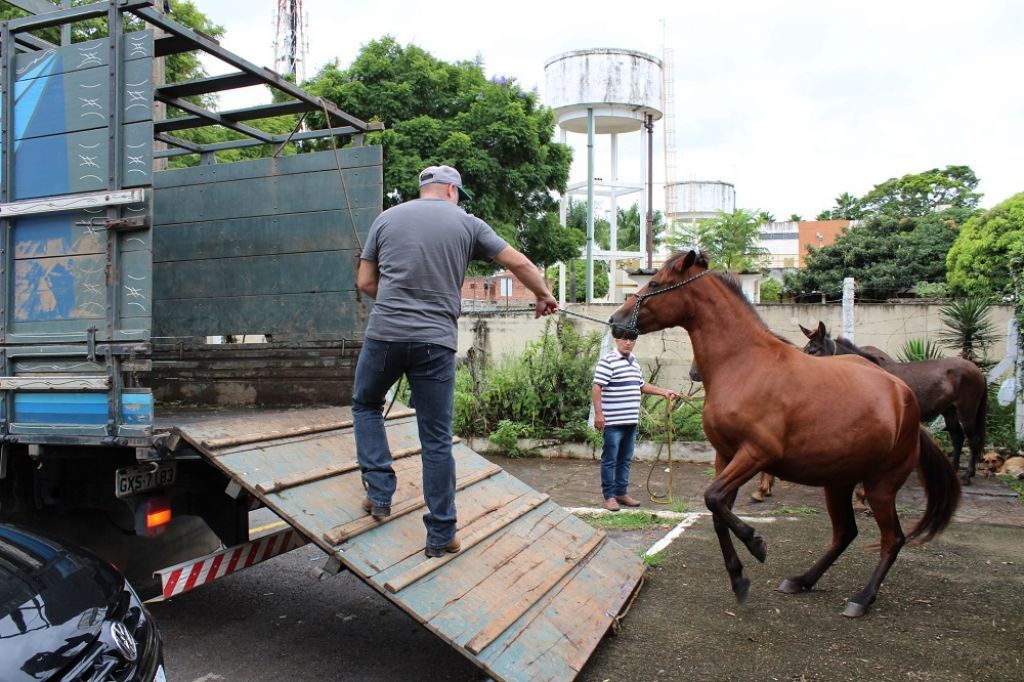 Até que enfim: Prefeitura de João Pinheiro vai apreender animais de grande  porte soltos nas ruas