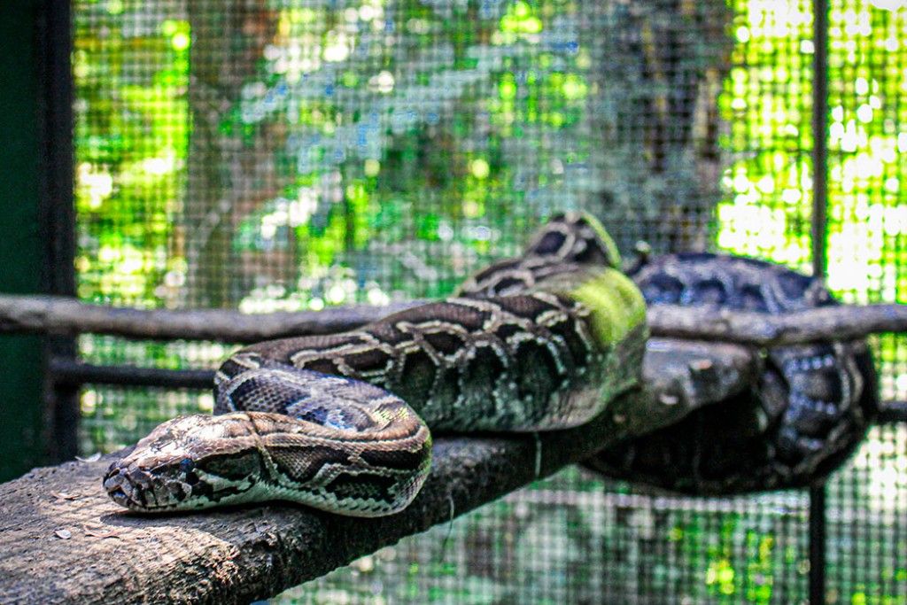 Cobra python recebida pelo Cebus será destinada a Belo Horizonte