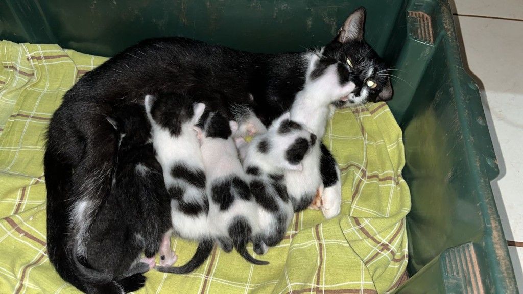 Pensando em adotar um pet? Estes gatinhos estão a procura de um