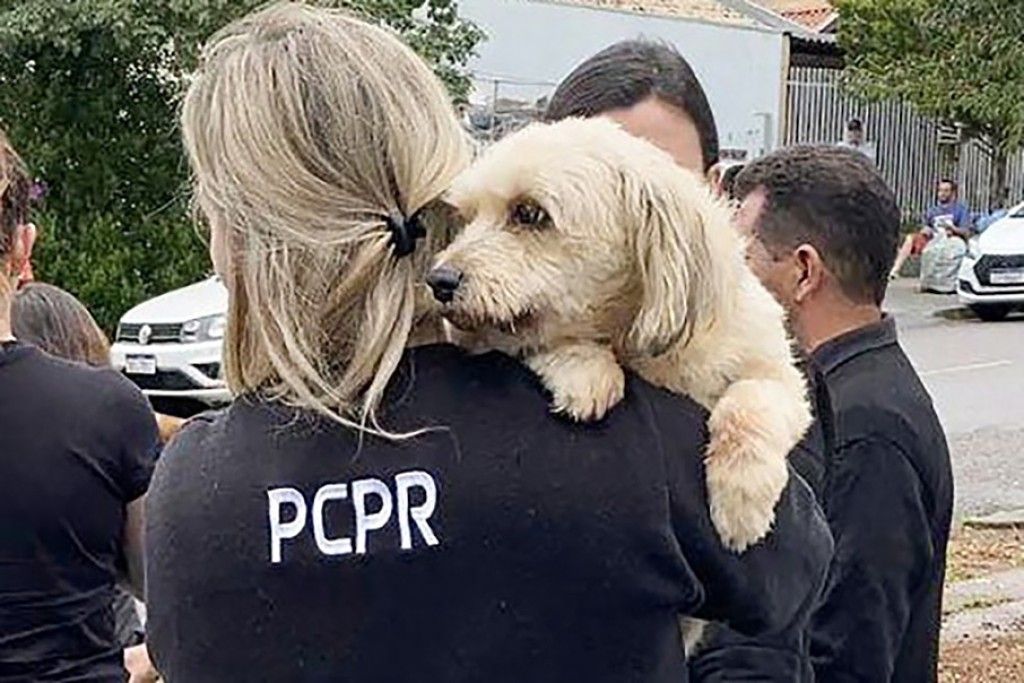 Polícia Civil Do Paraná Orienta Sobre Como Denunciar Maus-tratos A Animais