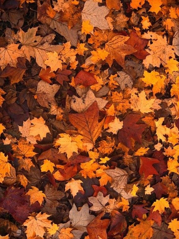 Outono começa na próxima segunda (20); veja previsão do tempo para toda a  estação - Cia de Notícias