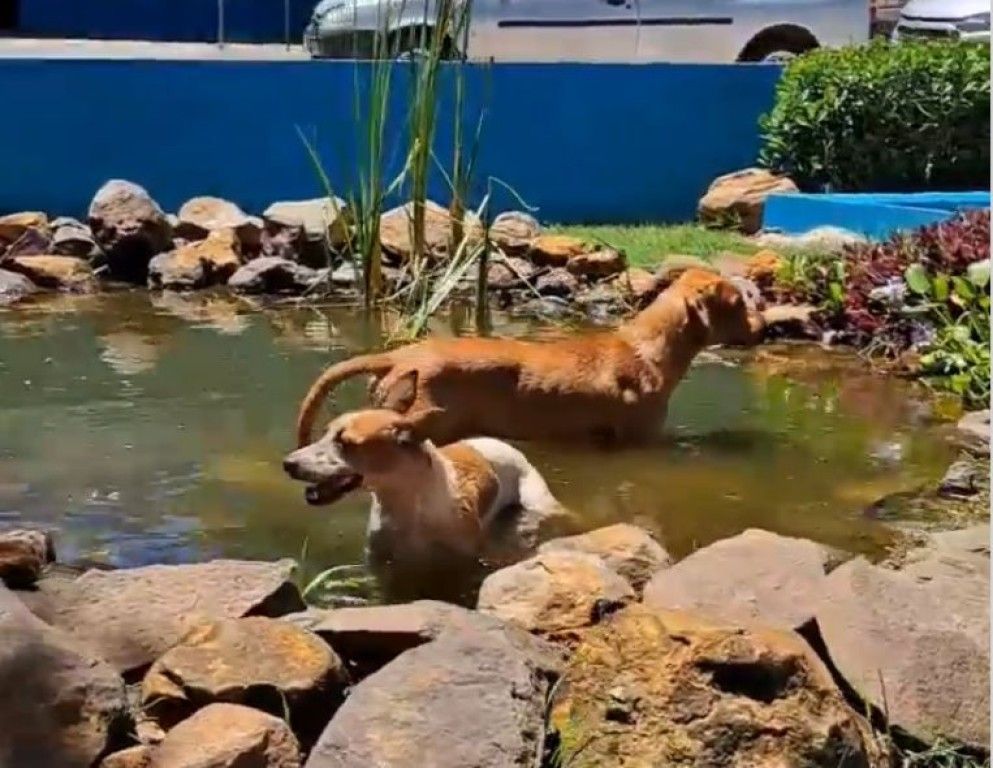 Cães são flagrados tomando banho em lago de empresa em Paranavaí; VÍDEO