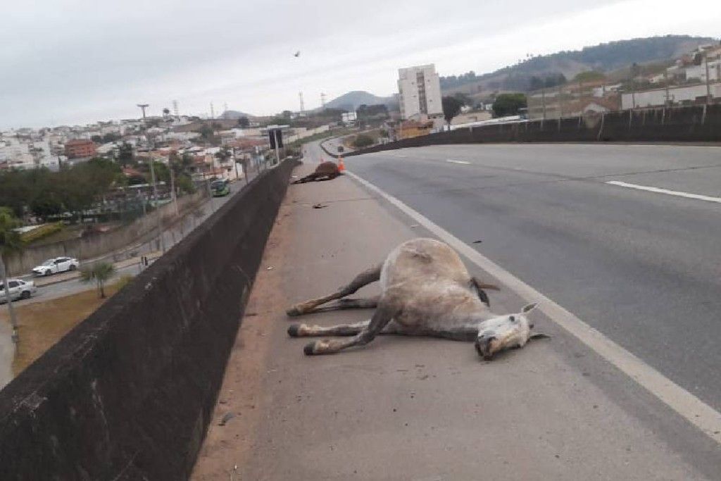 Ônibus atropela e mata três cavalos na Rodovia dos Minérios