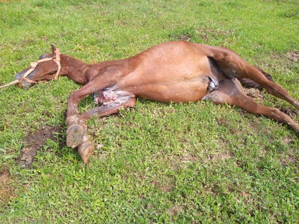 Homem é detido e multado em R$ 20 mil por maus-tratos a cavalos no