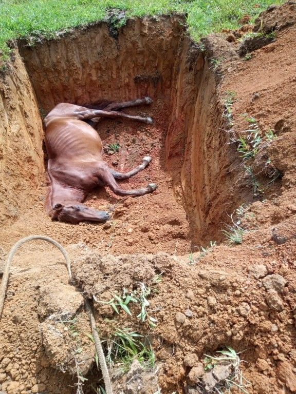 Homem é detido e multado em R$ 20 mil por maus-tratos a cavalos no