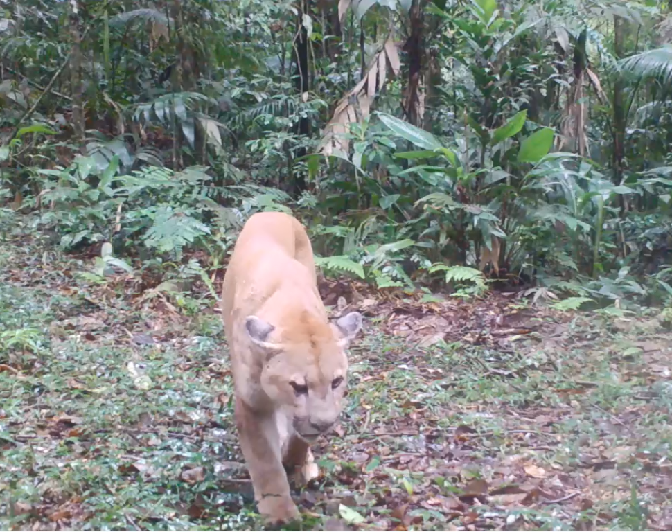 Puma - Onçafari