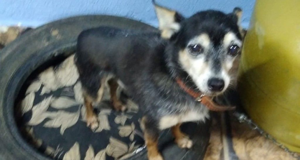 Lindo cão, 2 anos, e dois pinschers castrados para adoção urgente na Ilha