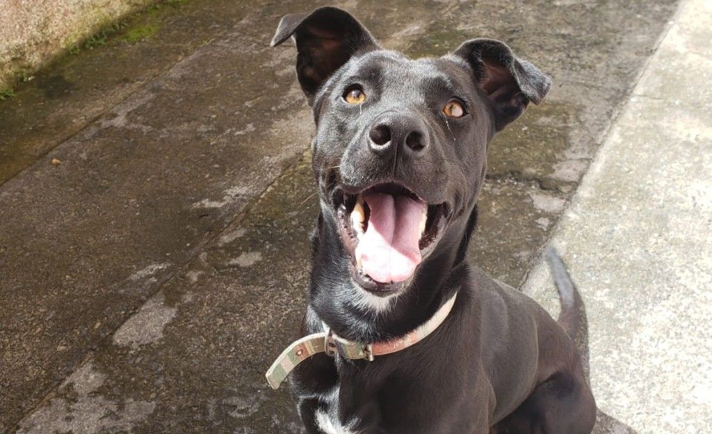 Lindo cão, 2 anos, e dois pinschers castrados para adoção urgente na Ilha