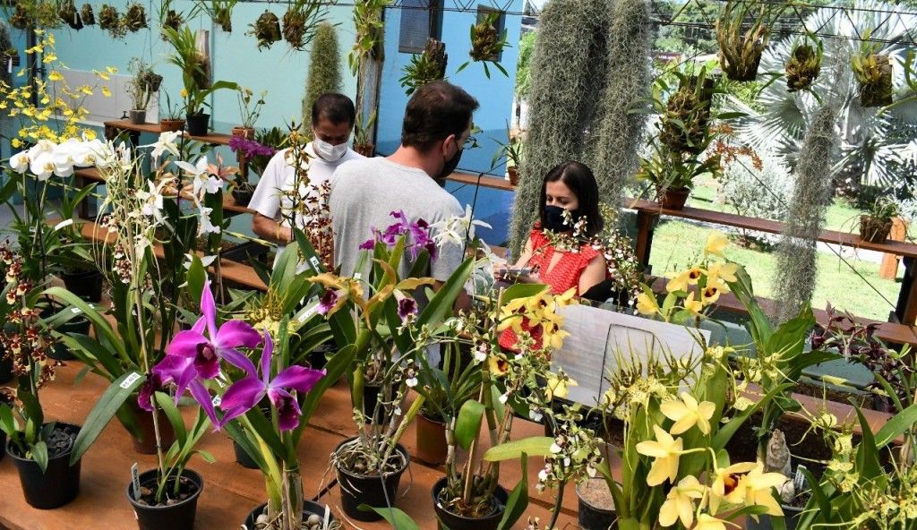 Aluna de Toledo participa de feira científica de Londres com pesquisa de  germinação de orquídeas
