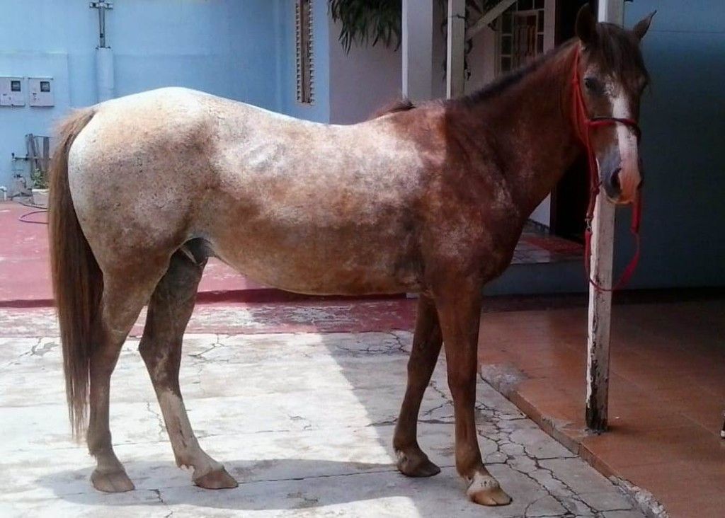 Após supostos maus-tratos, cuidadora de cavalo diz que animal é