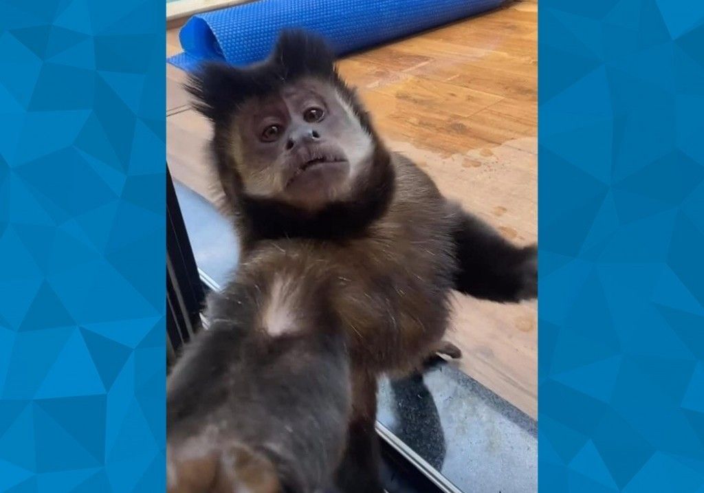 CHC  Viu um macaco-prego por aí?