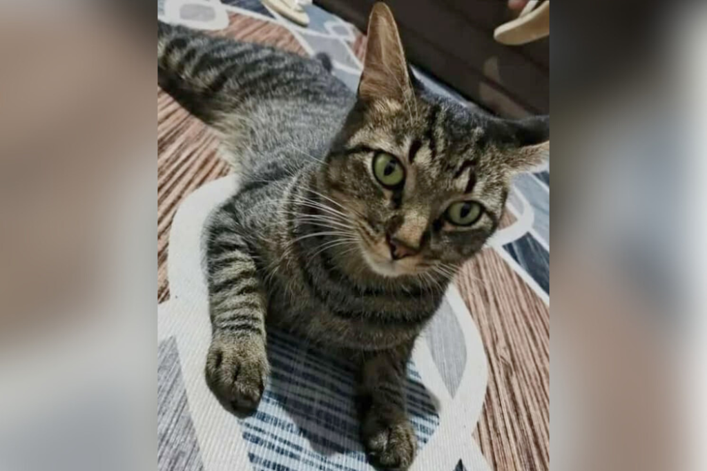 Família procura o gatinho Romeu, desaparecido no bairro Alto São Francisco